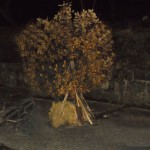 DSCN2231aa